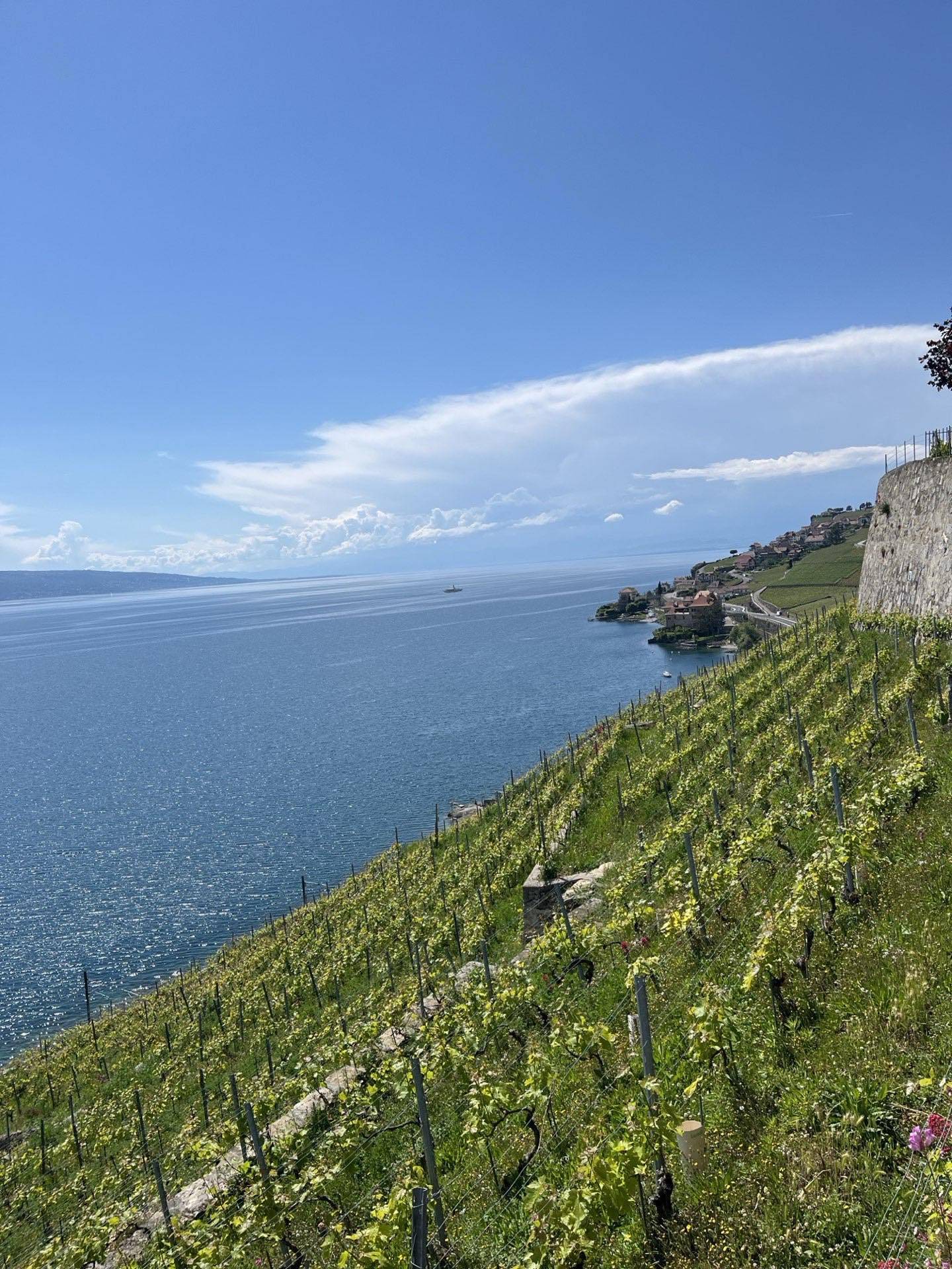 Lavaux